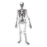 Skeleton Floor Puzzle